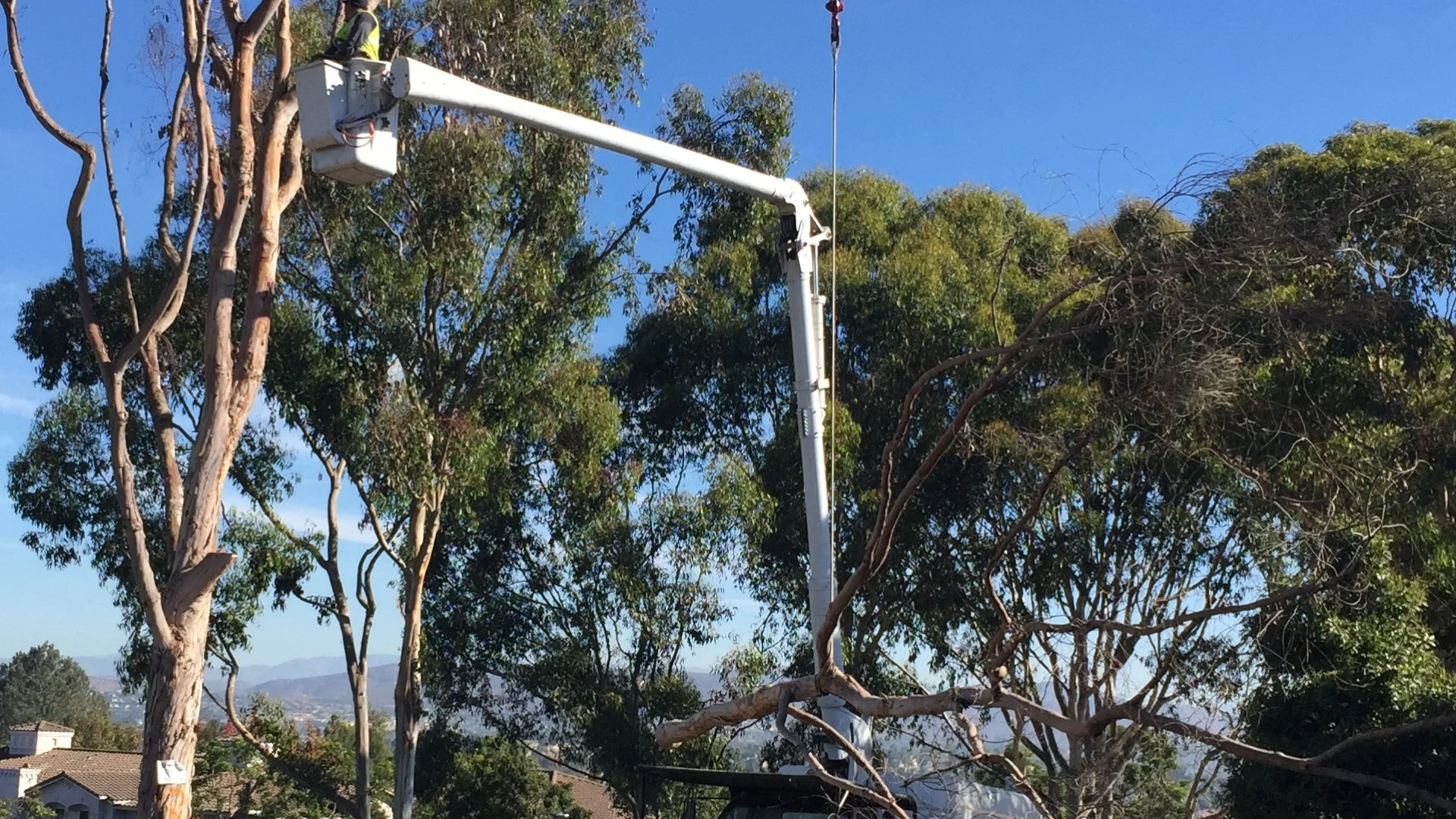 Crew members removing a tree with a crane.