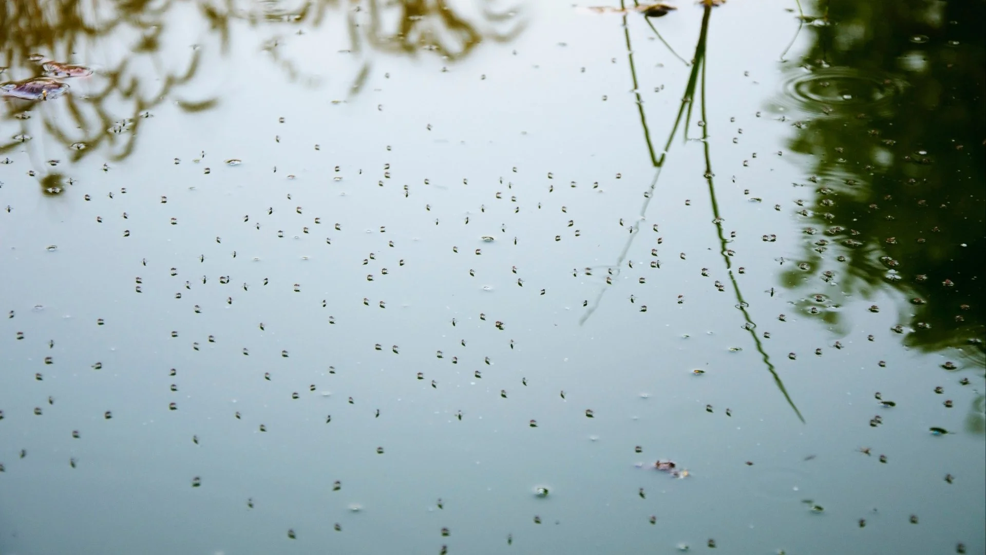 Mosquitoes on calm water in Rancho Santa Fe, CA.