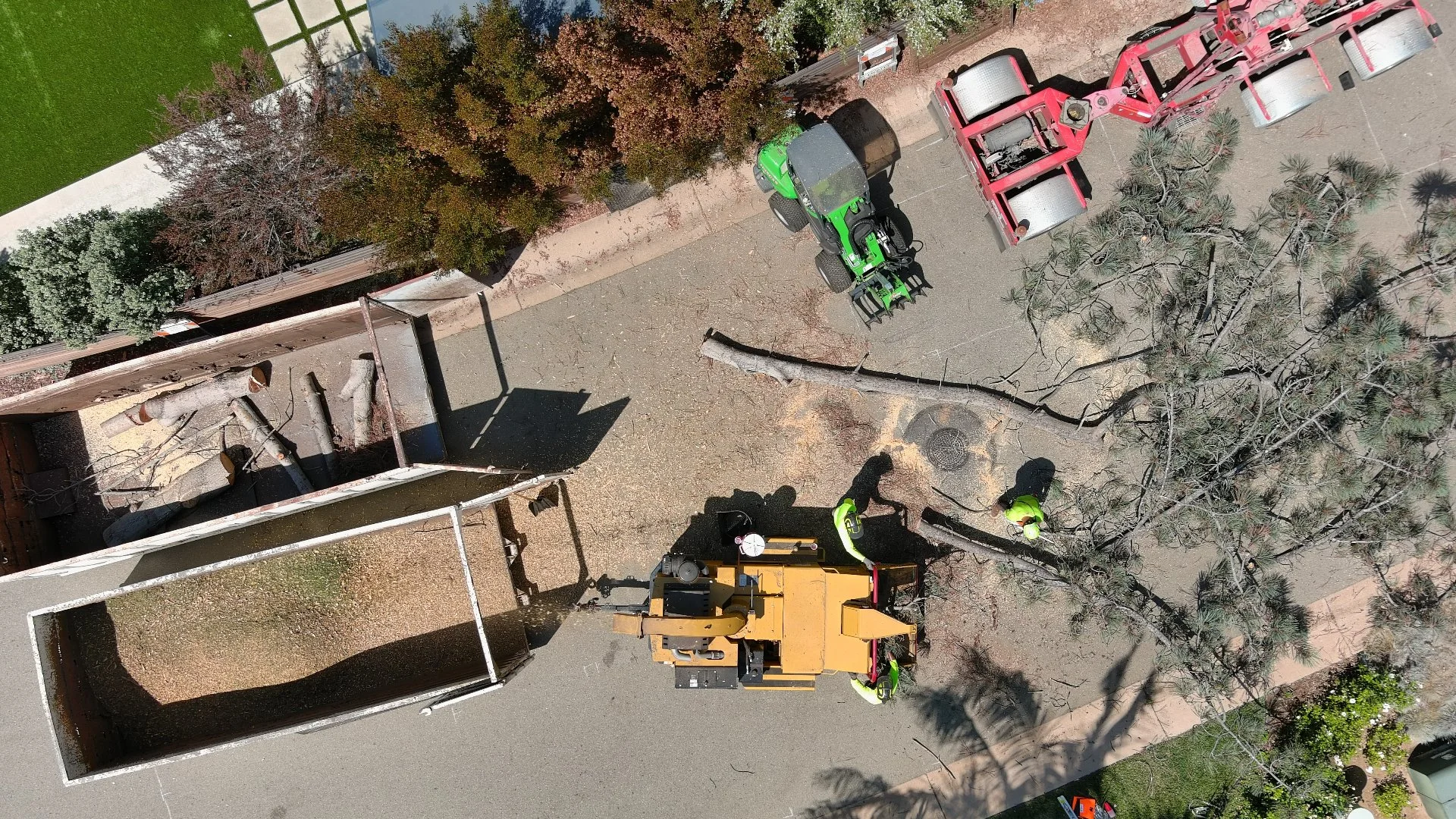 Overhead view of a tree removal in Encinitas, CA.