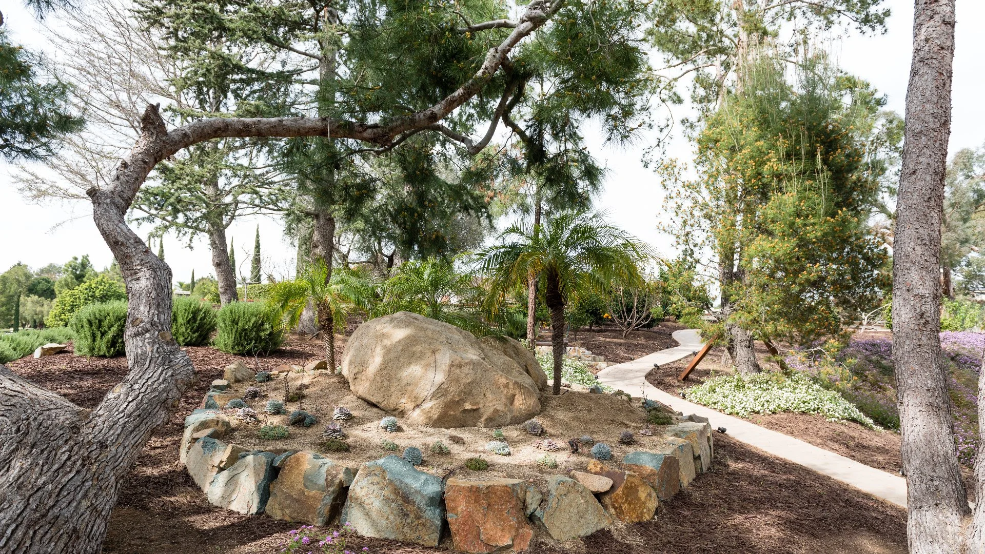 Person removing a tree in Encinitas, CA.