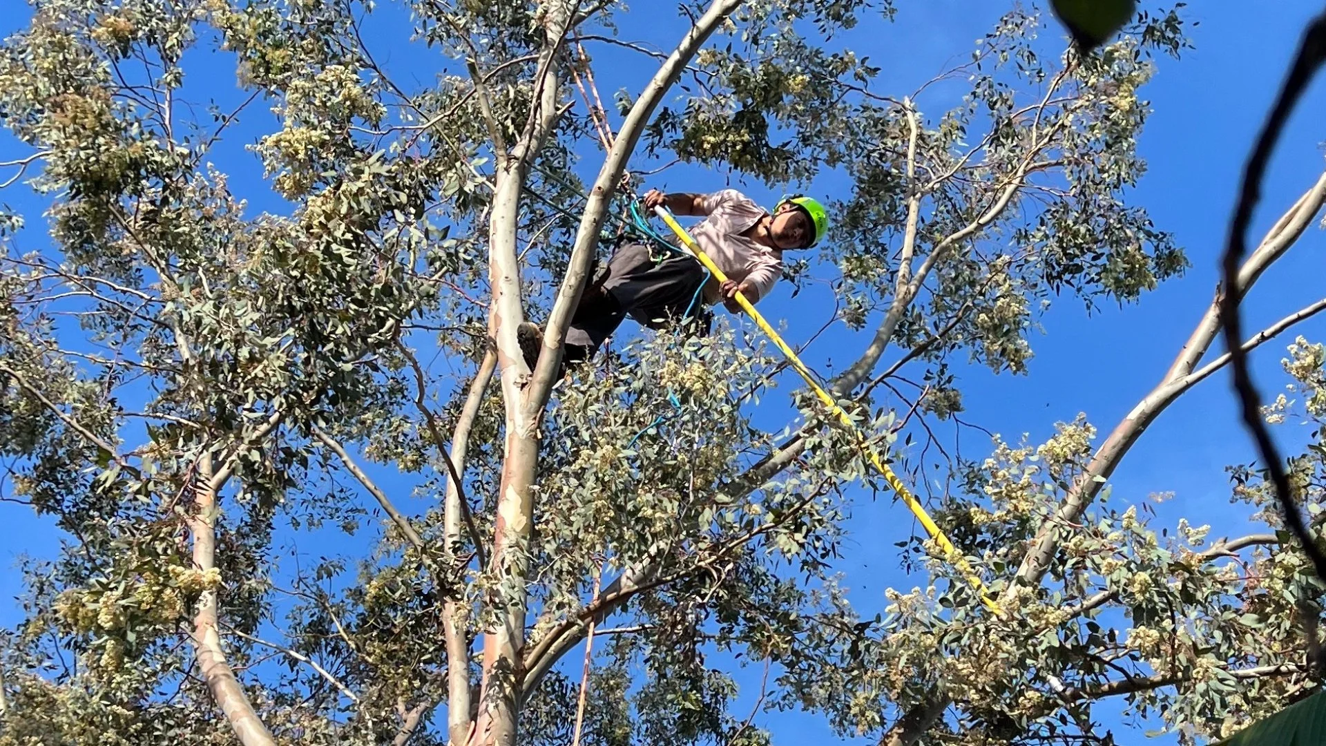 Worker trimming tree at home in Encinitas, CA.