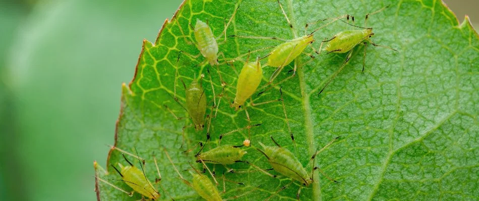 Aphids found on tree in Encinitas, CA.