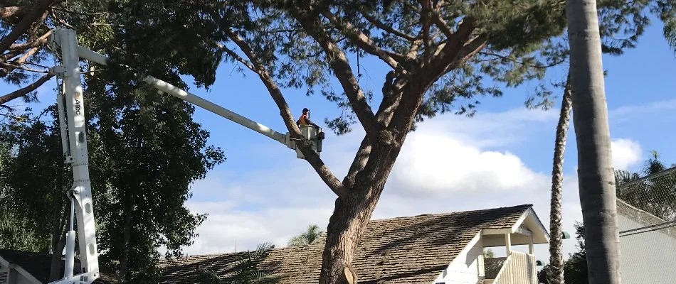 Tree service thinning branches on tall tree in Encinitas, CA.