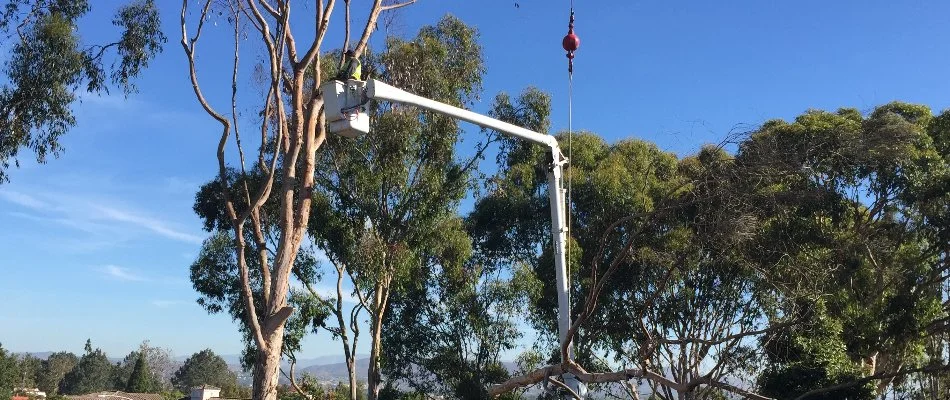 A worker in a bucket truck to trim a tree in Encinitas, CA.