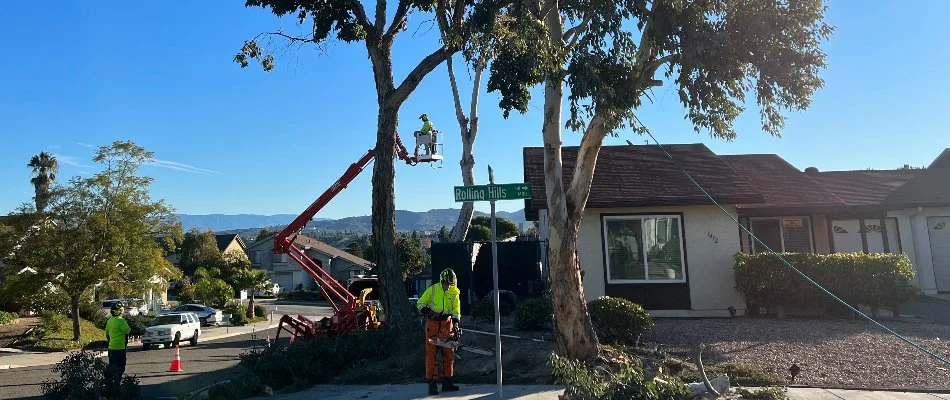 Workers trimming a large tree in Encinitas, CA.