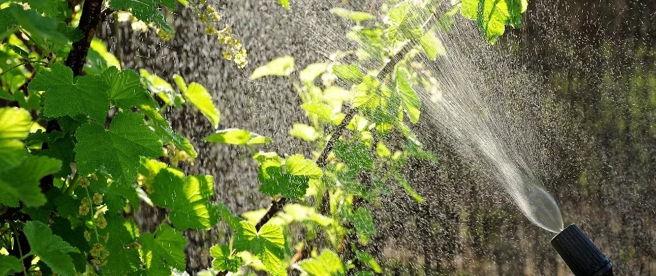 Tree getting sprayed for bugs in Encinitas, CA.