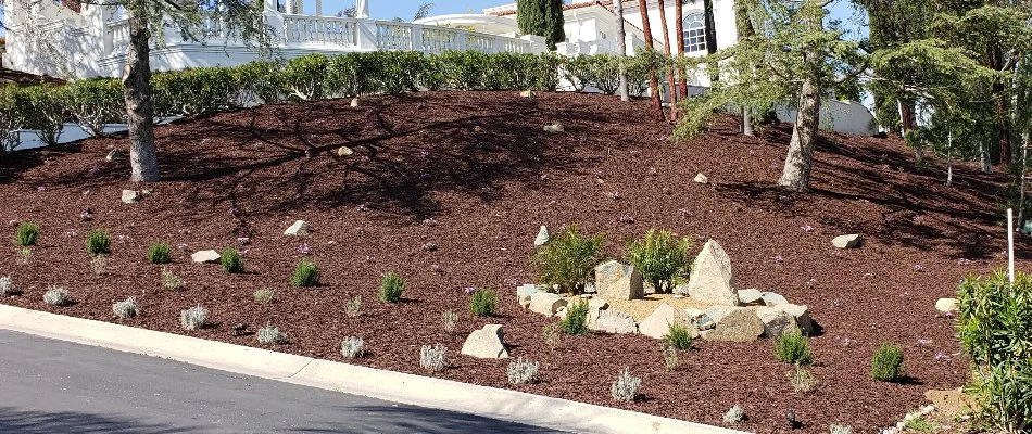 A landscape bed in Encinitas, CA, with mulch and plants.