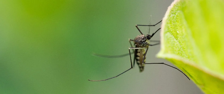 A mosquito on a leaf in Encinitas, CA.