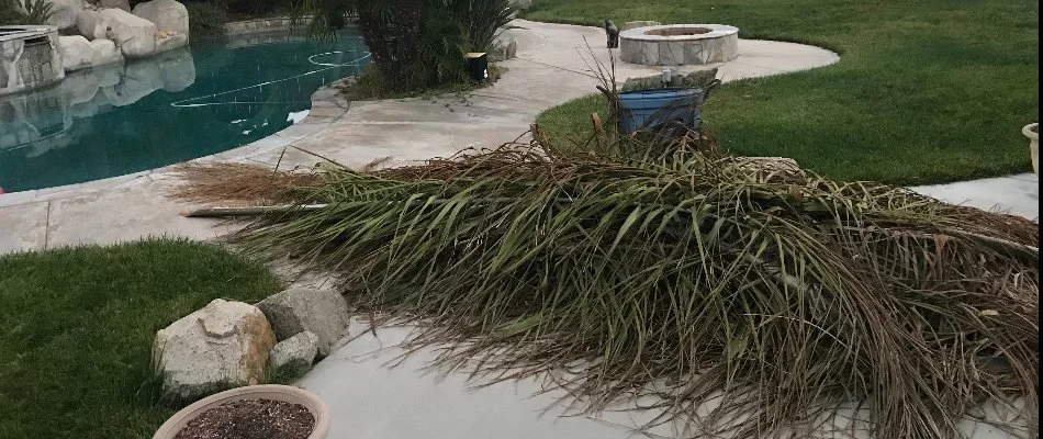 Downed palm fronds from a storm in Encinitas, CA.