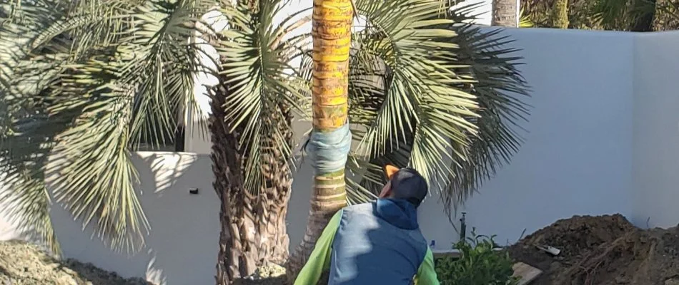 Tree service inspection on palm in Encinitas, CA.