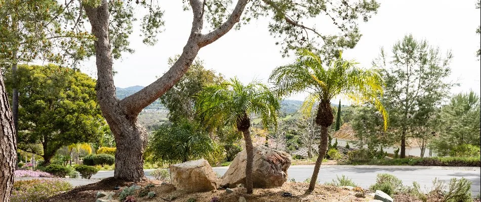 Trees on a property in Encinitas, CA.