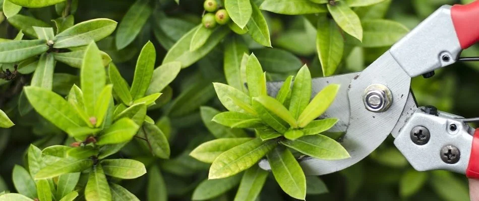 Green shrub being trimmed.