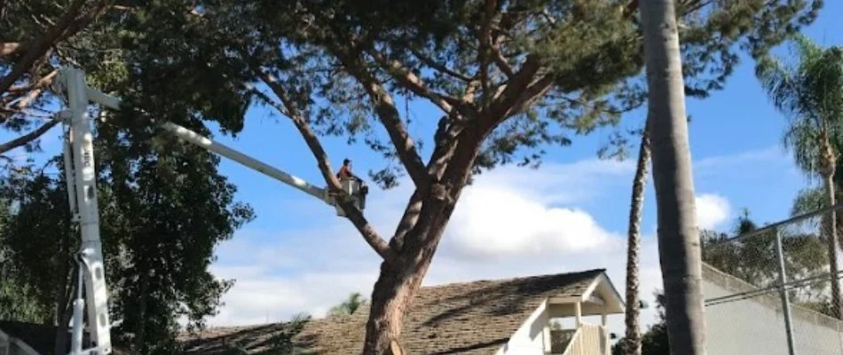 Worker in a crane removing a tree. 