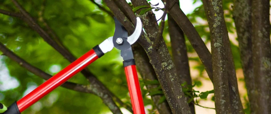 Tree being pruned by professional service in Encinitas, CA.