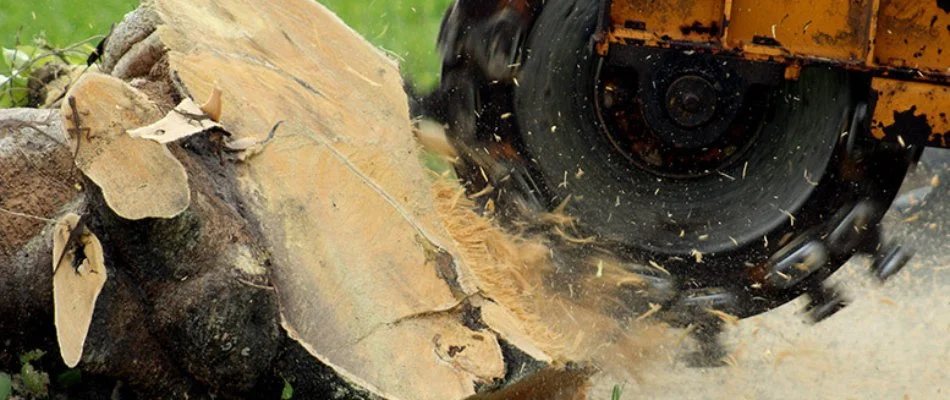 Stump being grinded in Encinitas, CA.