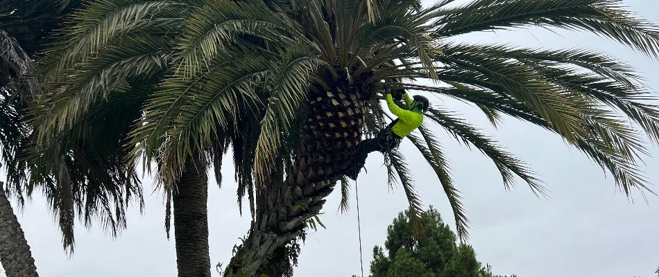 A worker trimming a palm tree.