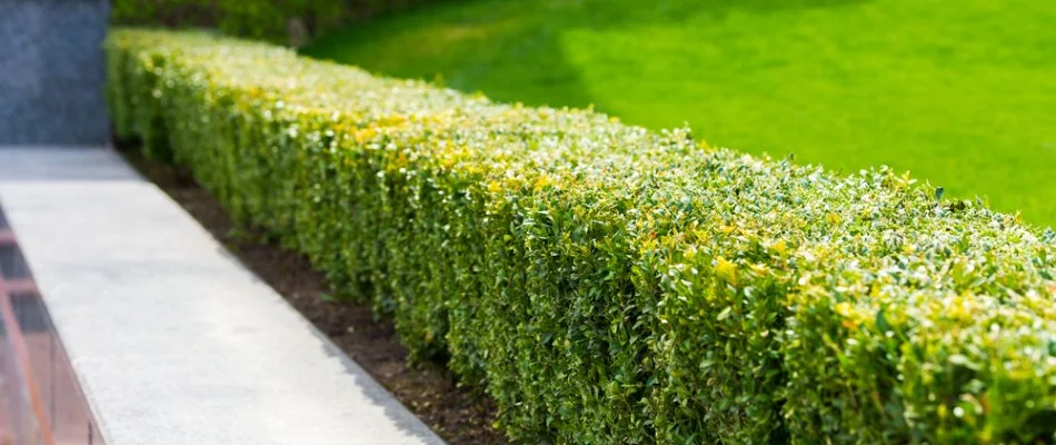 Trimmed shrubs in Encinitas, CA.