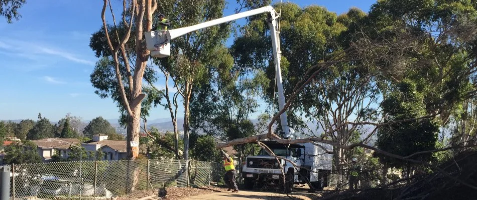 Workers using a crane to remove a tree.