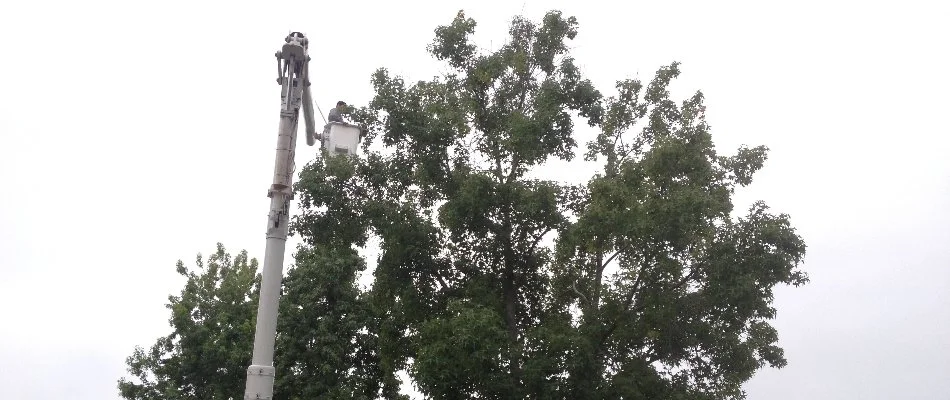 Worker in a crane getting ready to remove a tree.