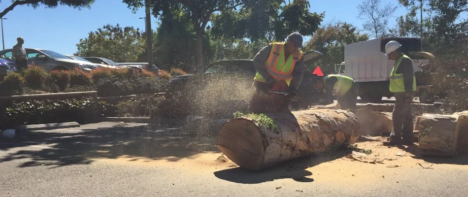 Tree service cutting up tree trunk in Encinitas, CA.