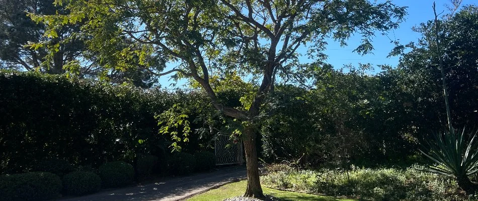 Beautiful tree on a property in Encinitas, CA.