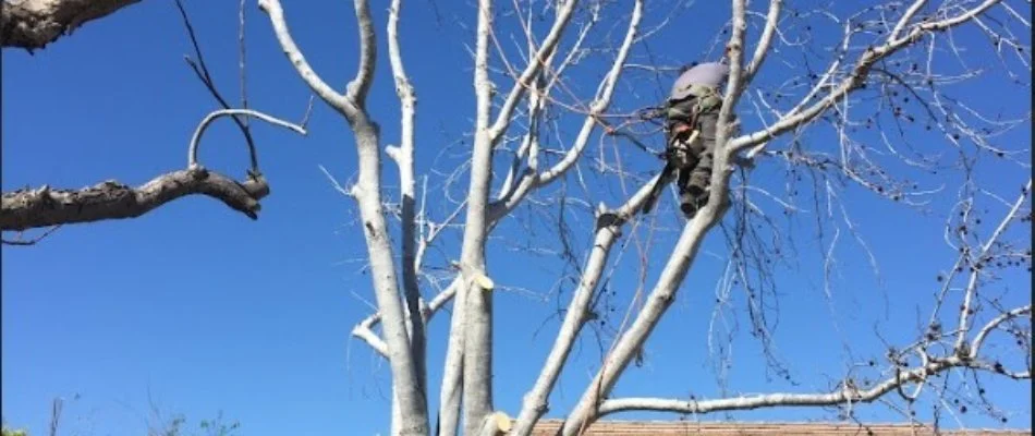 Working cutting off dead branches from a tree.