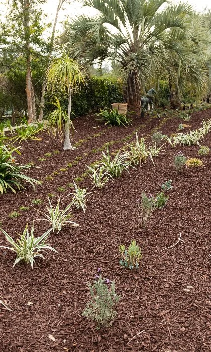 Landscaping in Encinitas, CA with plants and mulch.
