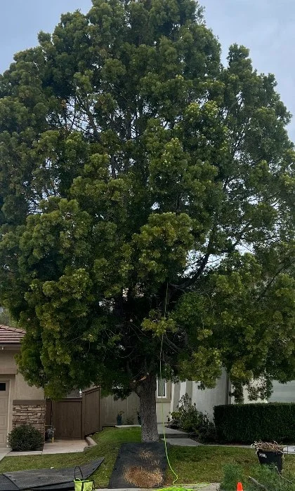 Trimmed tree at a home in Carlsbad, CA.