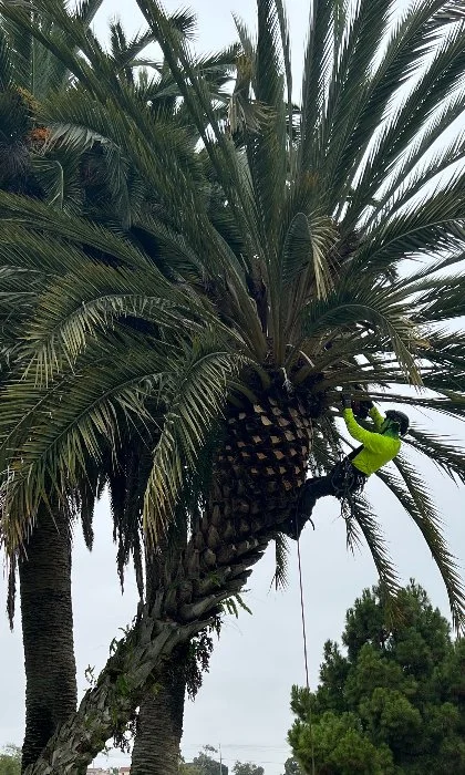 Worker pruning palm tree in Rancho Santa Fe, CA.